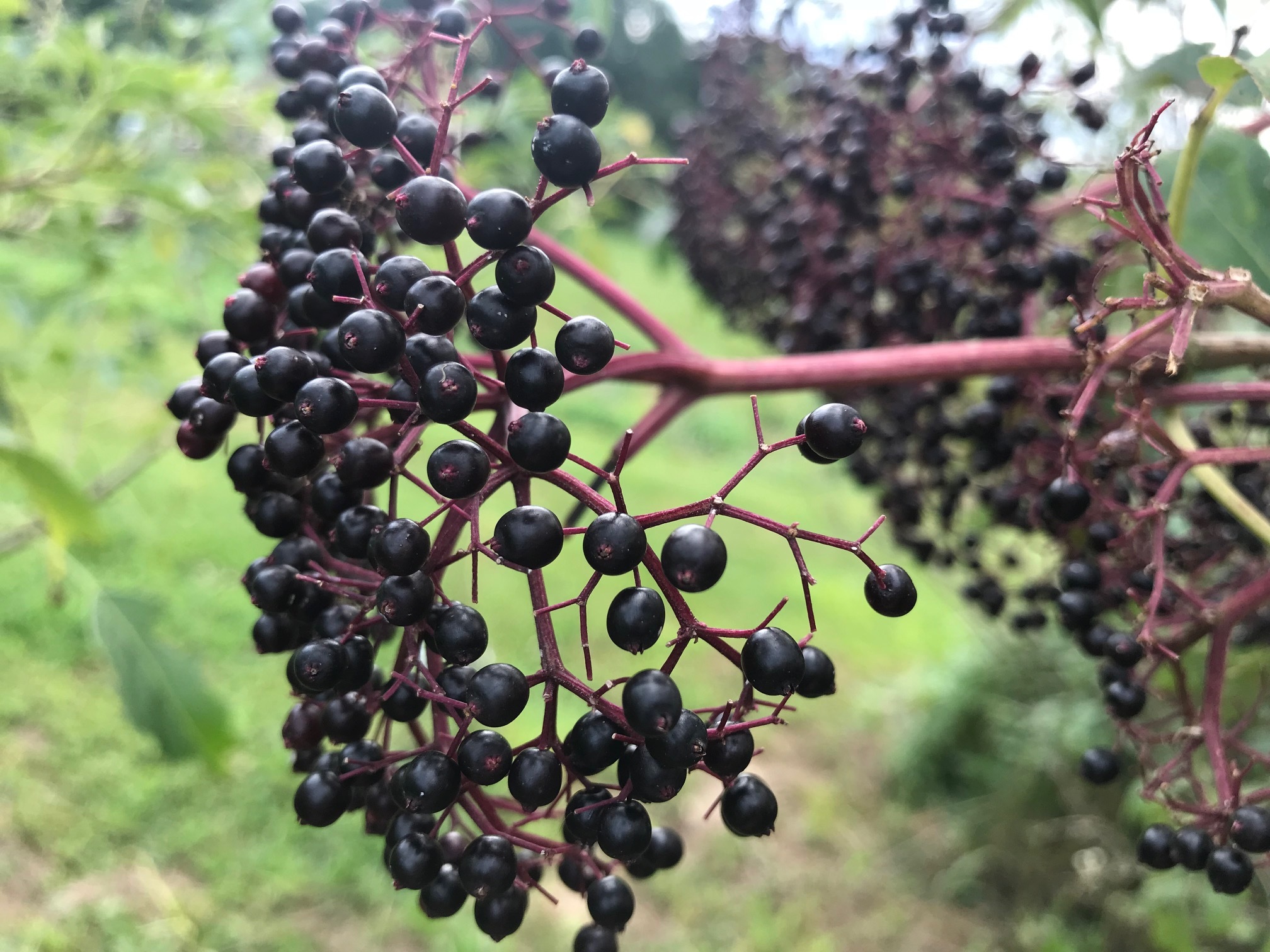elderberry